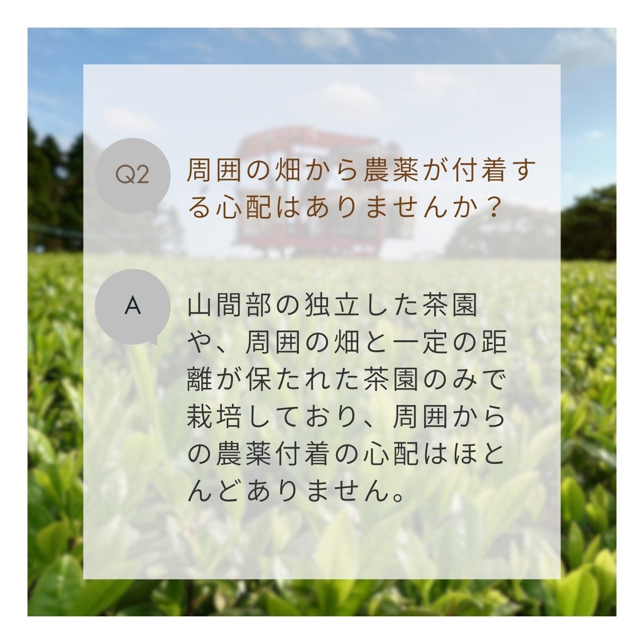 松下製茶 種子島の有機緑茶『やえほ』 茶葉(リーフ) 100g