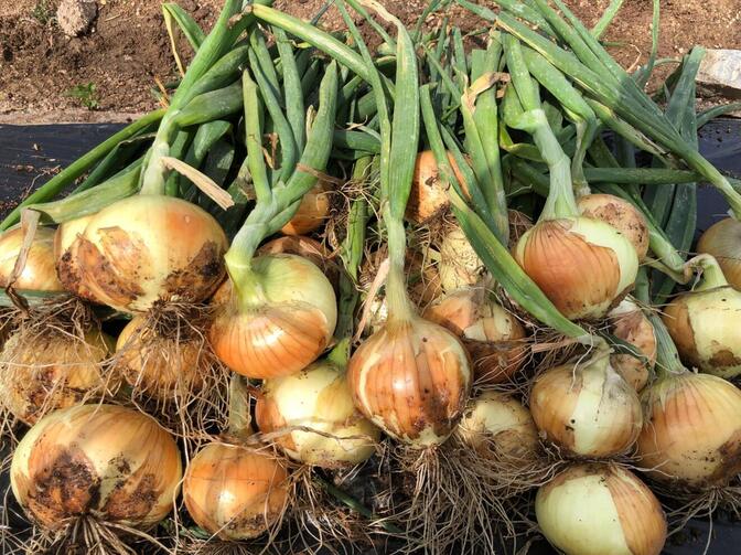 玉ねぎ　5㎏　種から育てた一貫栽培！！栽培期間中農薬不使用・有機肥料のみで育てました　