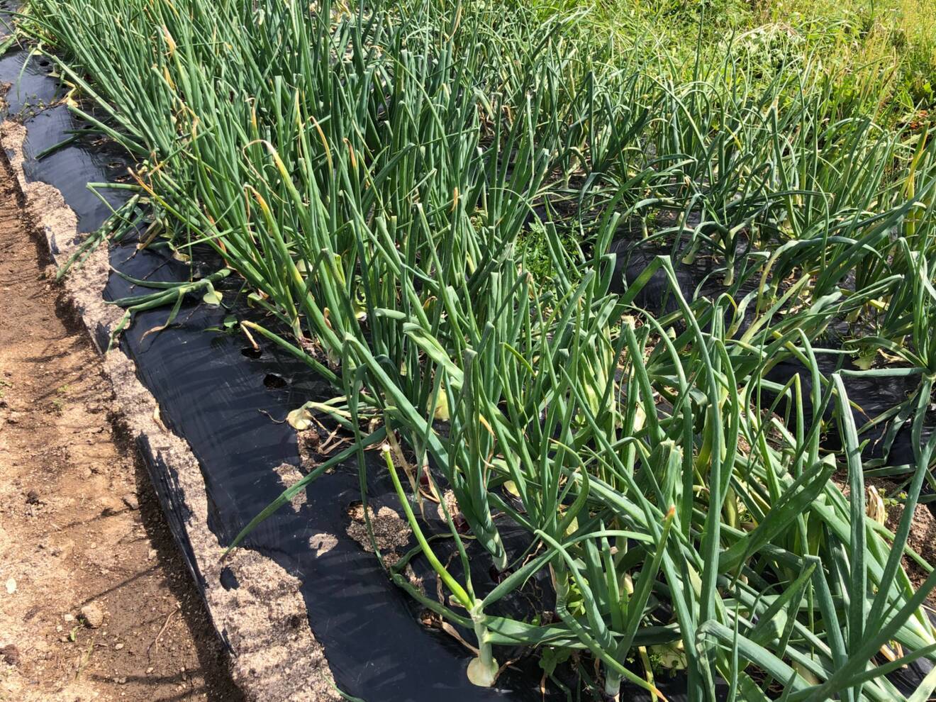 玉ねぎ　5㎏　種から育てた一貫栽培！！栽培期間中農薬不使用・有機肥料のみで育てました　