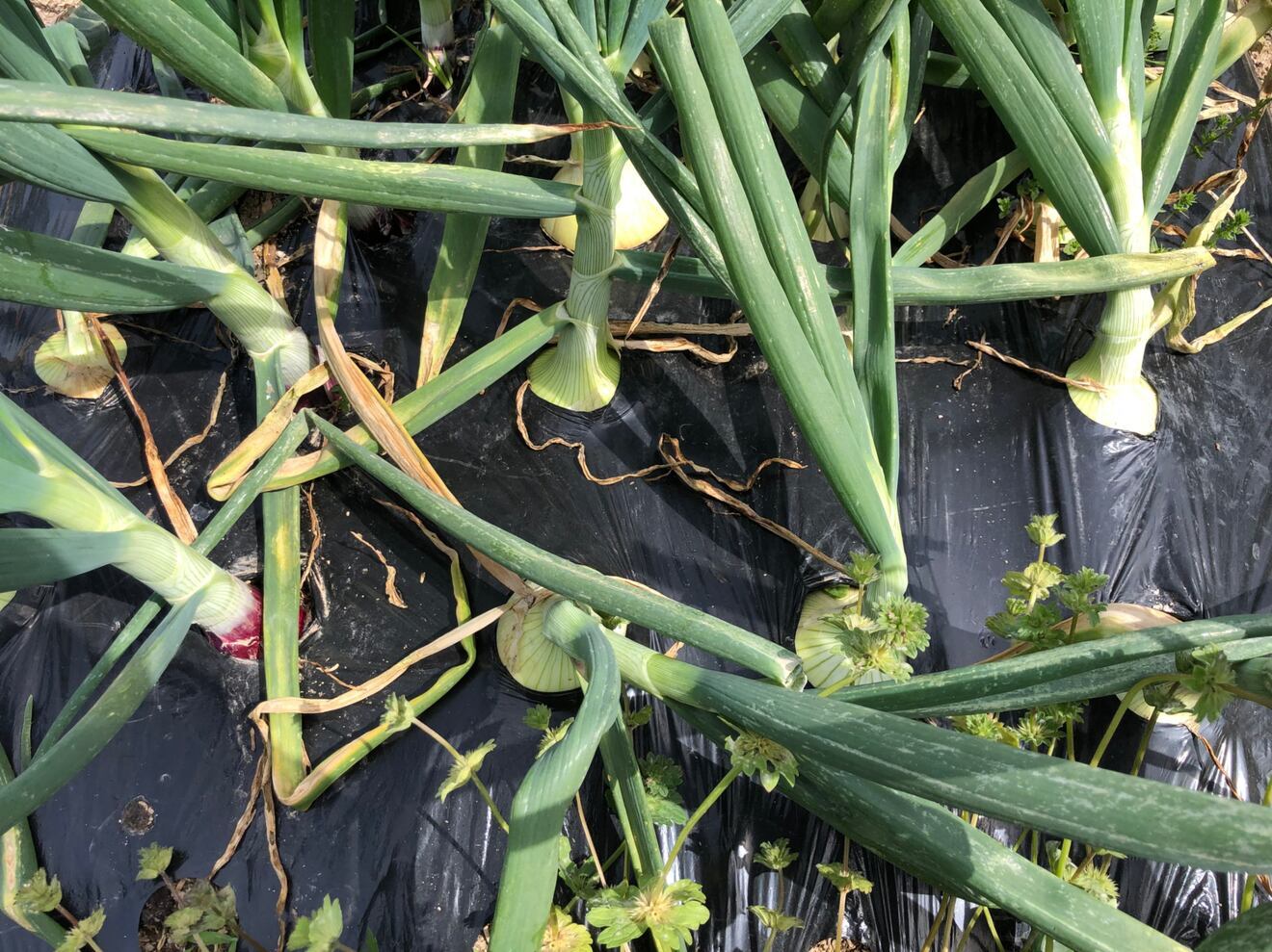 玉ねぎ　5㎏　種から育てた一貫栽培！！栽培期間中農薬不使用・有機肥料のみで育てました　