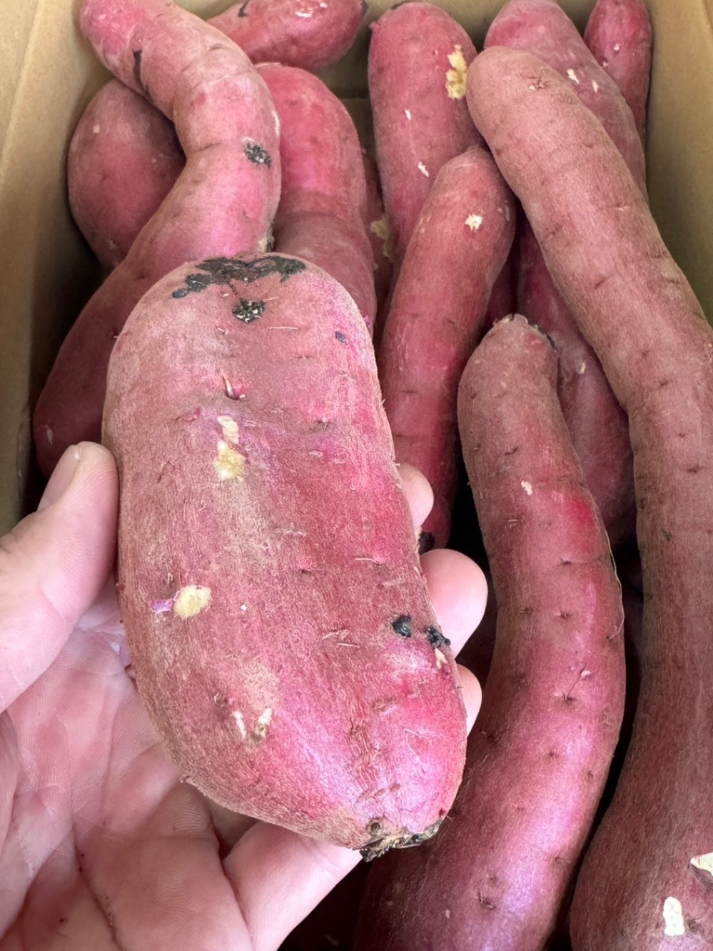 【訳あり品】茨城県産 さつまいも 熟成 紅はるか サイズいろいろ 5kg 基本送料込み リベポ歓迎