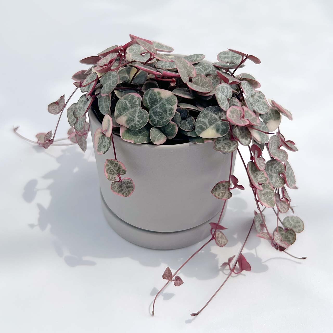 こんもり密度の高いハートカズラ レディハート♪陶器鉢入り