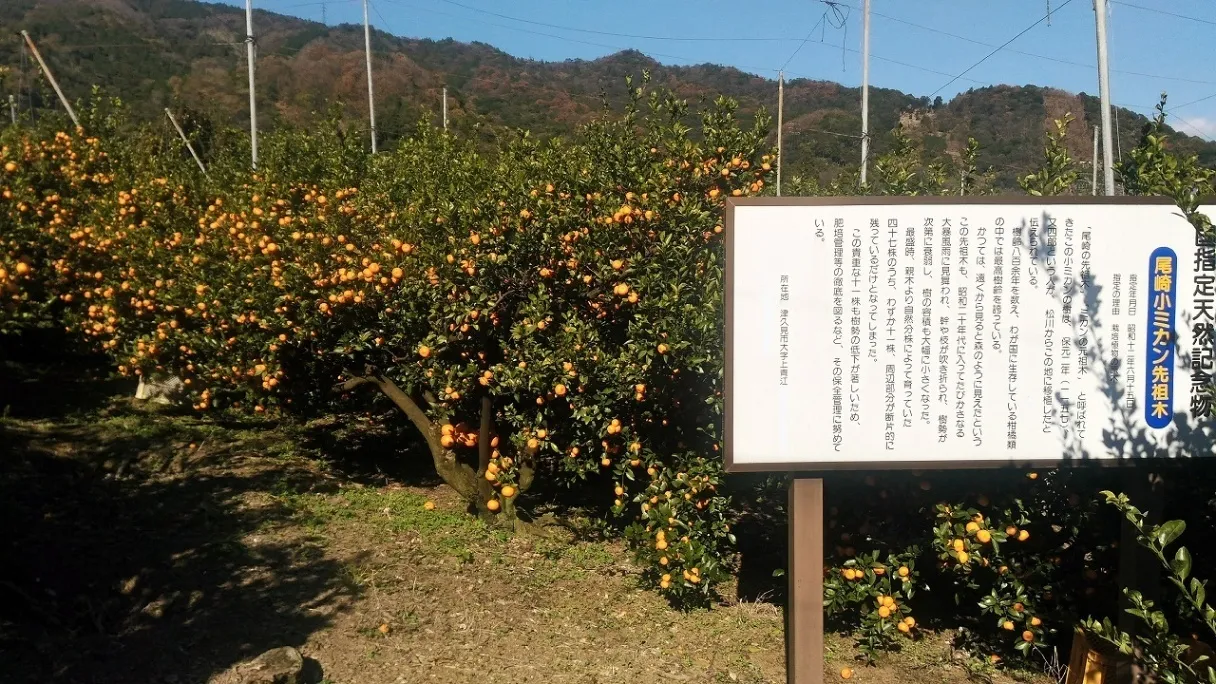 学長にも紹介されました！
『食べる天然記念物』尾崎小ミカン先祖木