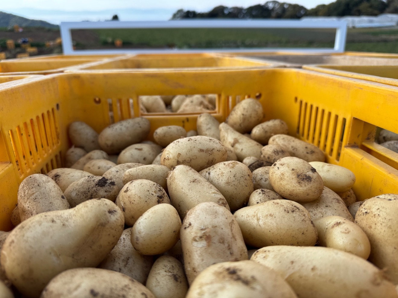 【1月20日予定】長崎雲仙からお届け！メークイン2kg＋500gのおまけつき！