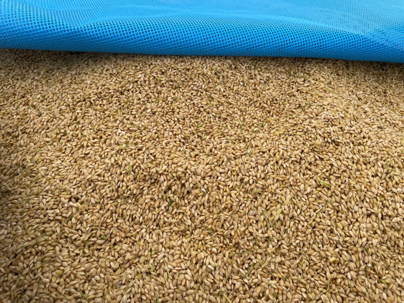 【たーさん専用のお米】
コシヒカリ特別栽培米　玄米25キロ　送料込み
富山県産（氷見市）　ゆうパック