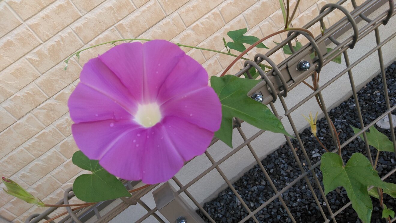 娘が収穫した朝顔▪オシロイバナの種