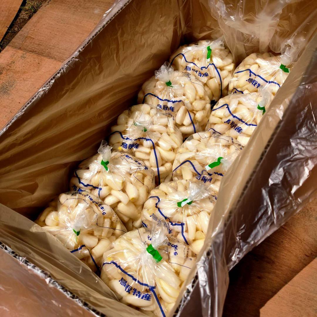 【鳥取県産】らっきょう 1kg 洗いらっきょう 鳥取 砂丘らっきょう らっきょ