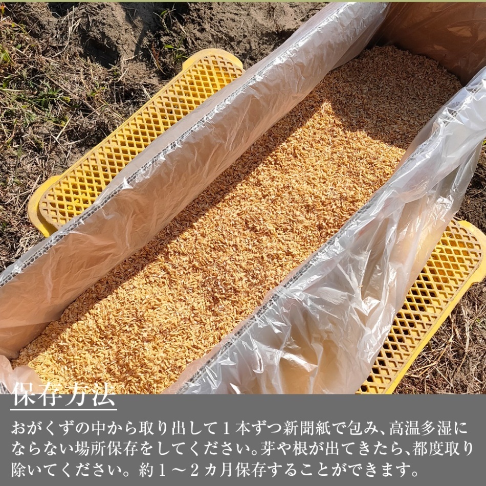 【家庭用】砂丘ながいも 長芋 細め 5kg程度 とろろ ねばり 山芋 根菜