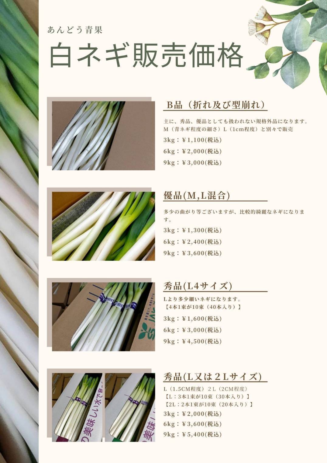 【秀品】白ネギ 3kg M L 2L 白ねぎ ネギ 葱 22×59×12 サイズをお選びください