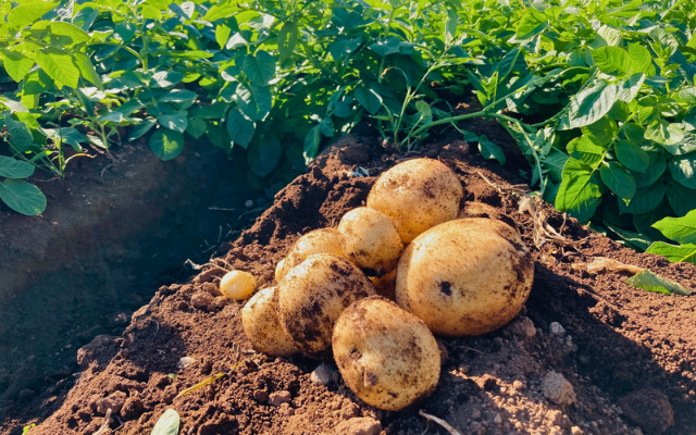 【長崎の秘蔵】極上＆万能じゃがいも「デジマ」2kg