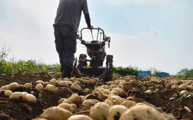 【長崎の秘蔵】極上＆万能じゃがいも「デジマ」2kg