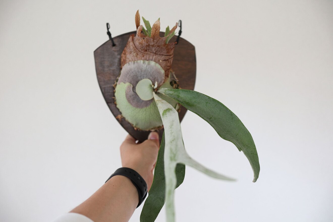 【壁にかけれる植物！】ビカクシダ ベイチー 板付け