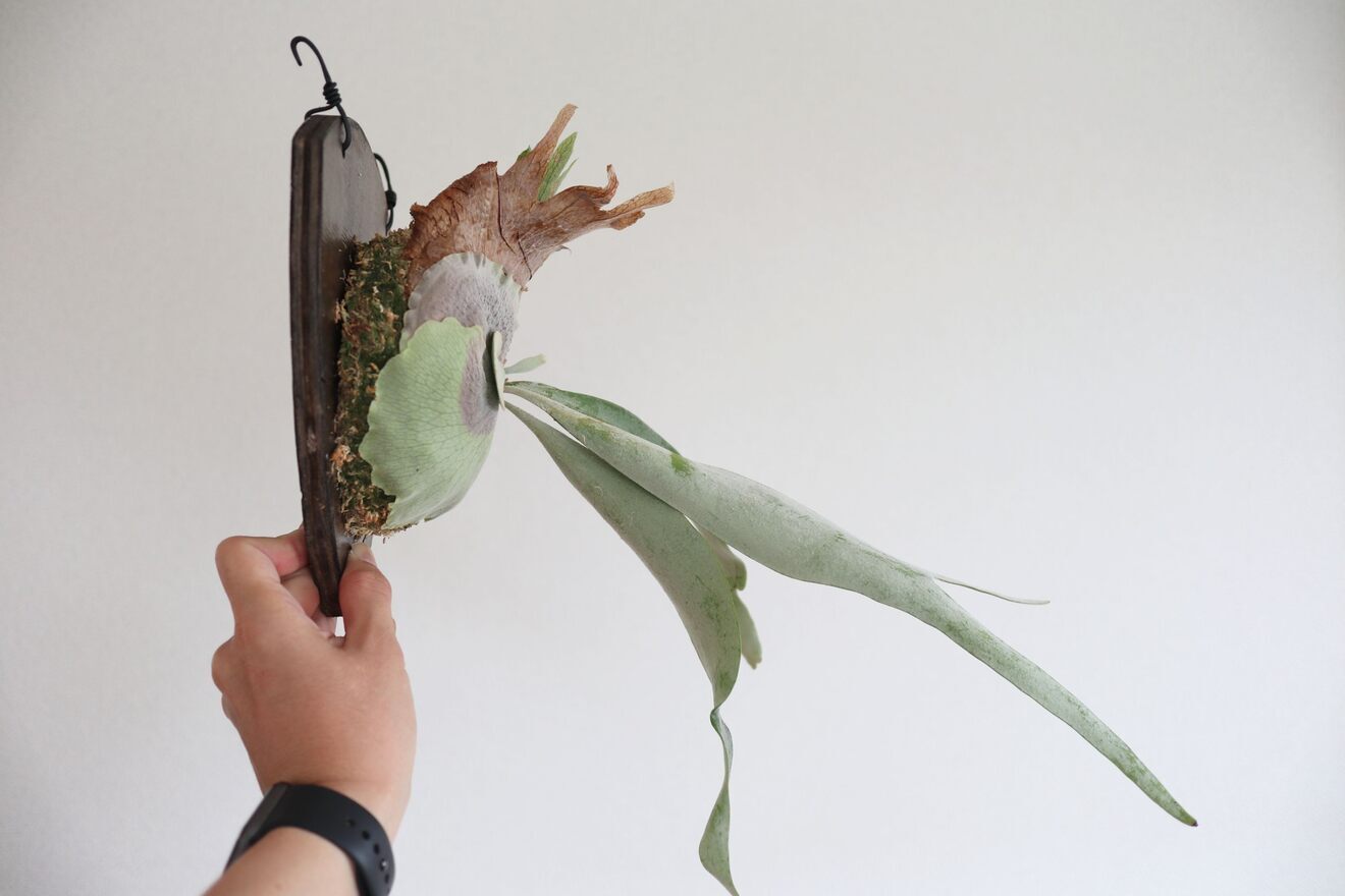 【壁にかけれる植物！】ビカクシダ ベイチー 板付け