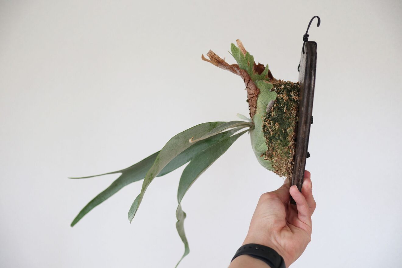 【壁にかけれる植物！】ビカクシダ ベイチー 板付け