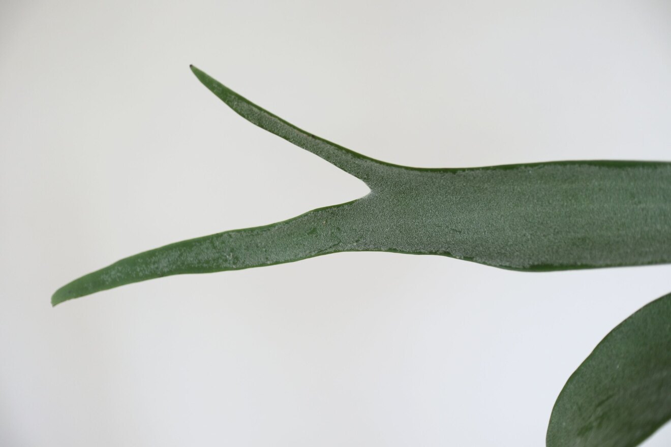 【壁にかけれる植物！】ビカクシダ ベイチー 板付け