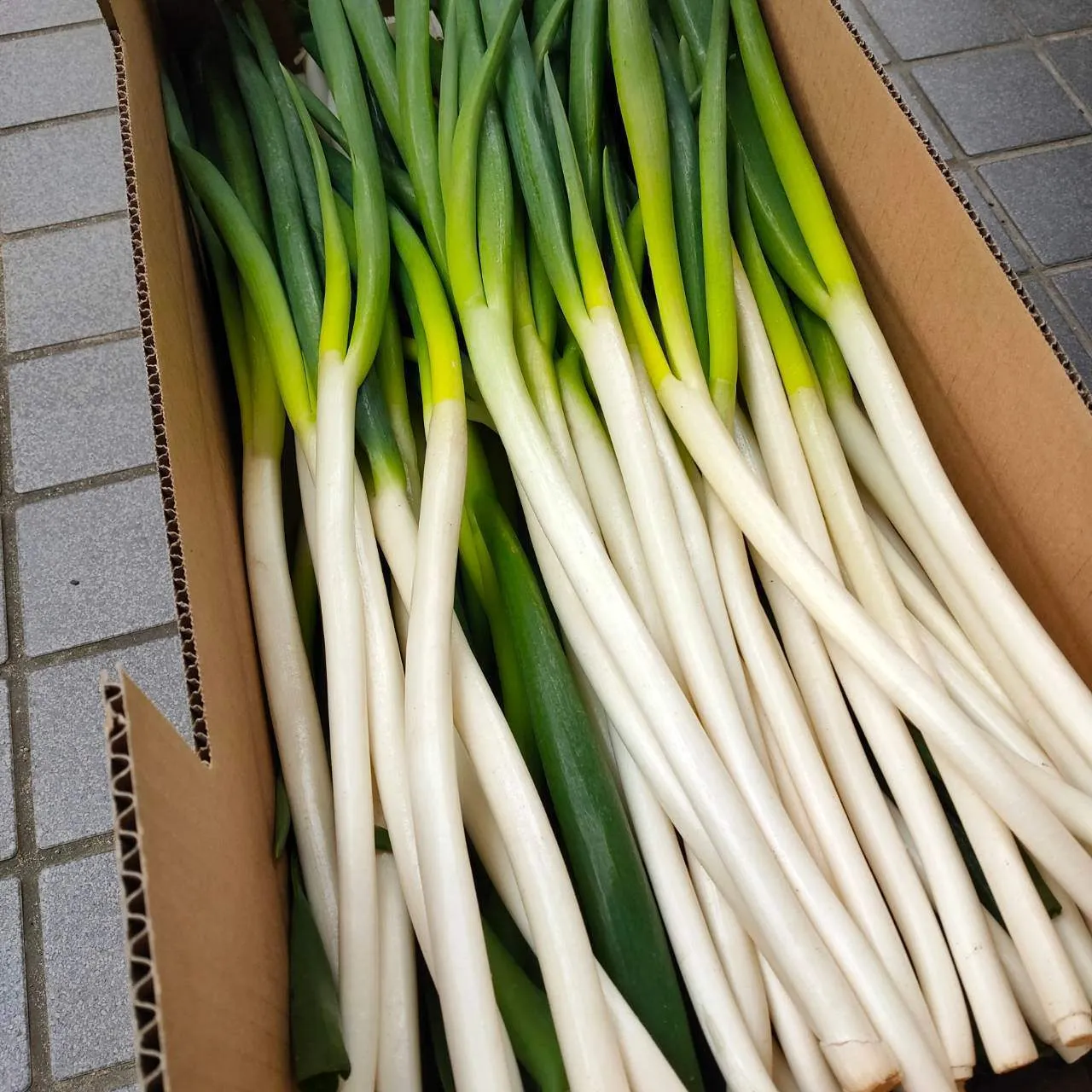 【規格外品】白ネギ 10kg程度 ランダム 白ねぎ 長ねぎ 葱 ランダムサイズ