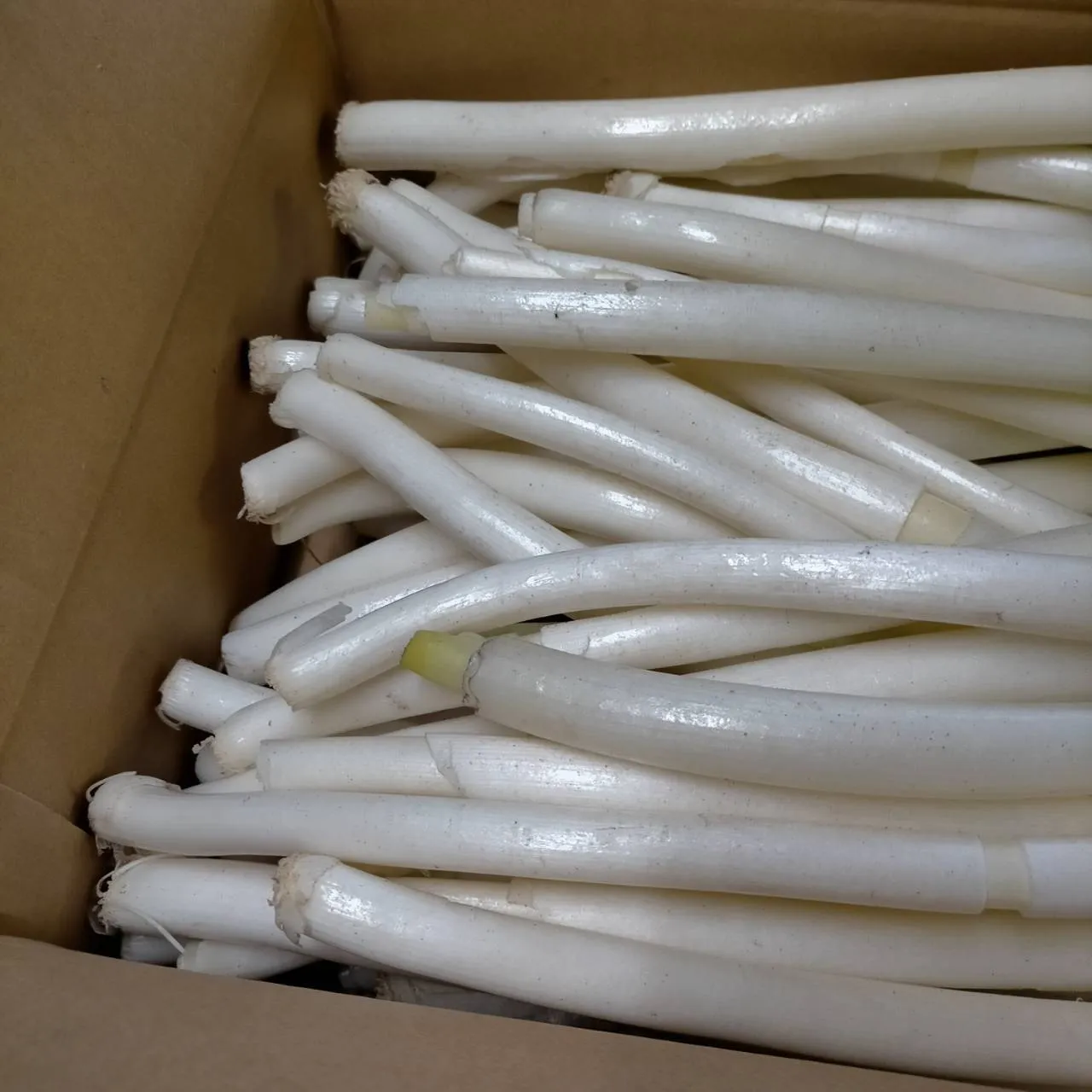 【規格外品】白ネギ 10kg程度 ランダム 白ねぎ 長ねぎ 葱 ランダムサイズ
