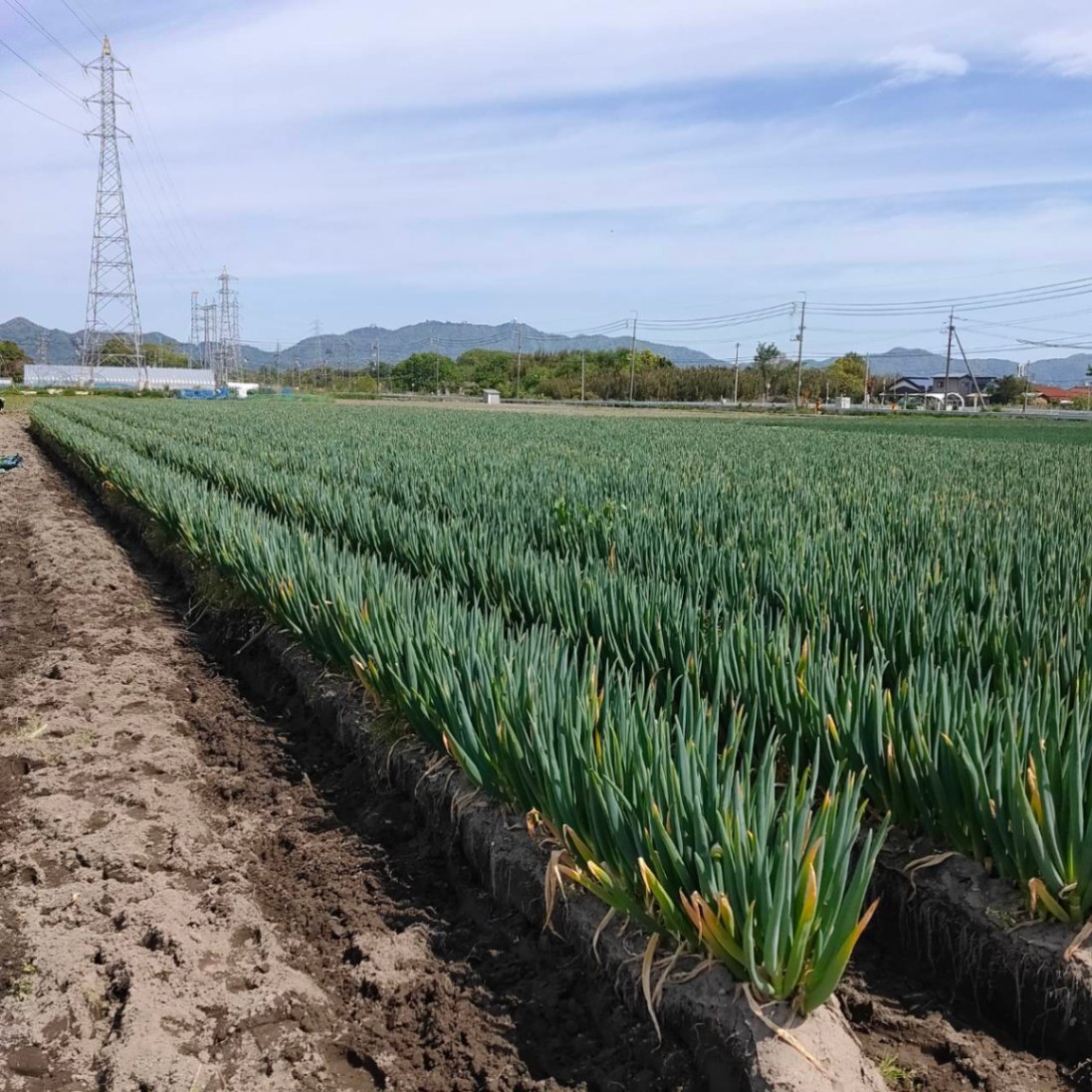 【規格外品】白ネギ 10kg程度 ランダム 白ねぎ 長ねぎ 葱 ランダムサイズ