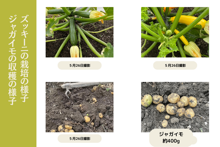 【野菜ボックス】ズッキーニ・赤玉ねぎ他
クール便・60サイズ段ボール