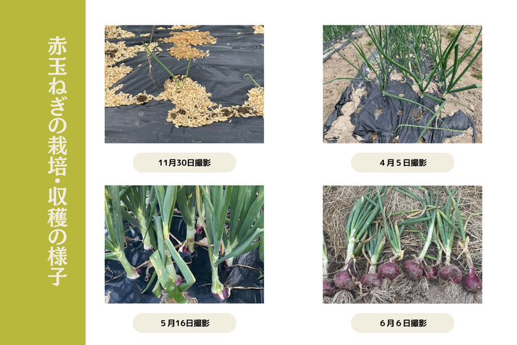 【野菜ボックス】ズッキーニ・赤玉ねぎ他
クール便・60サイズ段ボール