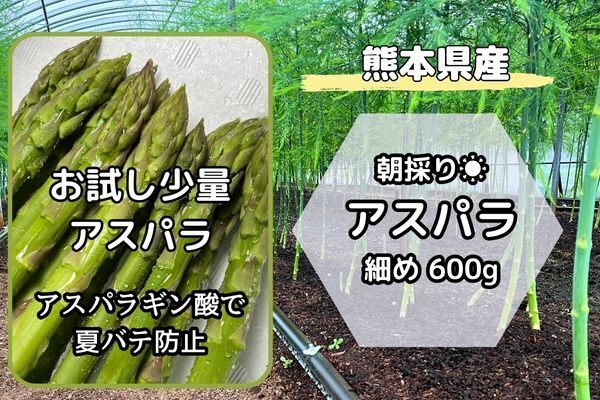 いっちゃんファーム 朝採りいっちゃんアスパラ
お試し 600 
 朝採り直送の美味しさをお試し下さい