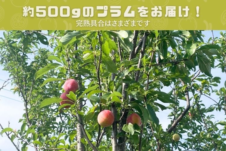 今シーズン終了しました🙏【プラム(すもも)】約500g