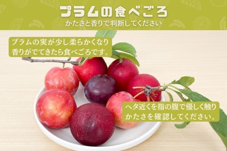 今シーズン終了しました🙏【プラム(すもも)】約500g