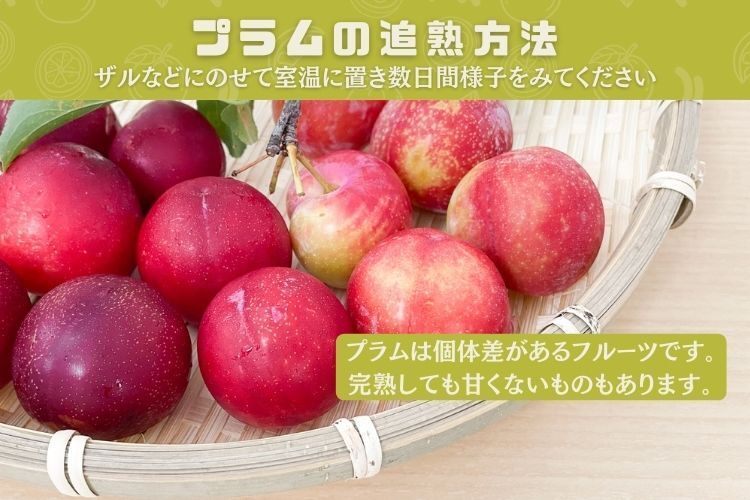 今シーズン終了しました🙏【プラム(すもも)】約500g