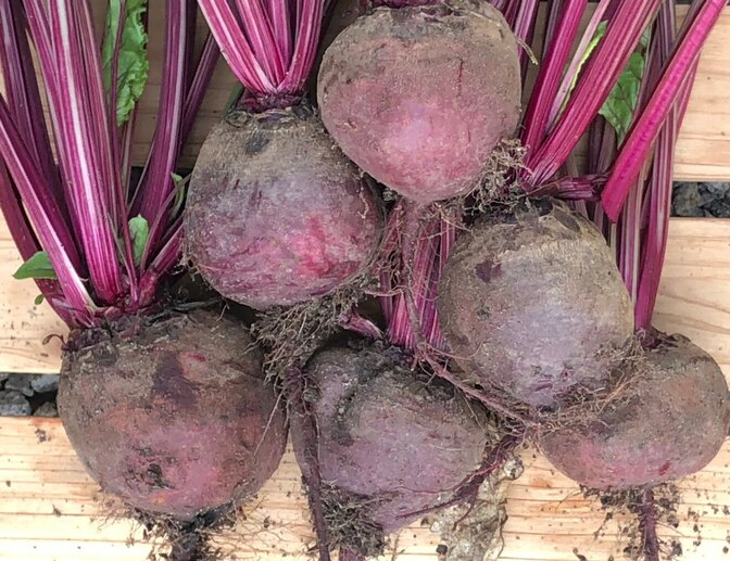 スーパーフード　【ビーツ】 約2.0kg　朝採り新鮮！！　有機肥料のみで栽培　栽培期間中農薬不使用