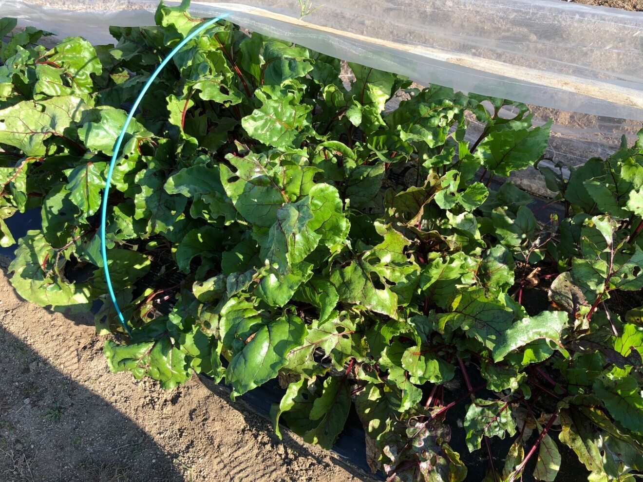 スーパーフード　【ビーツ】 約2.0kg　朝採り新鮮！！　有機肥料のみで栽培　栽培期間中農薬不使用