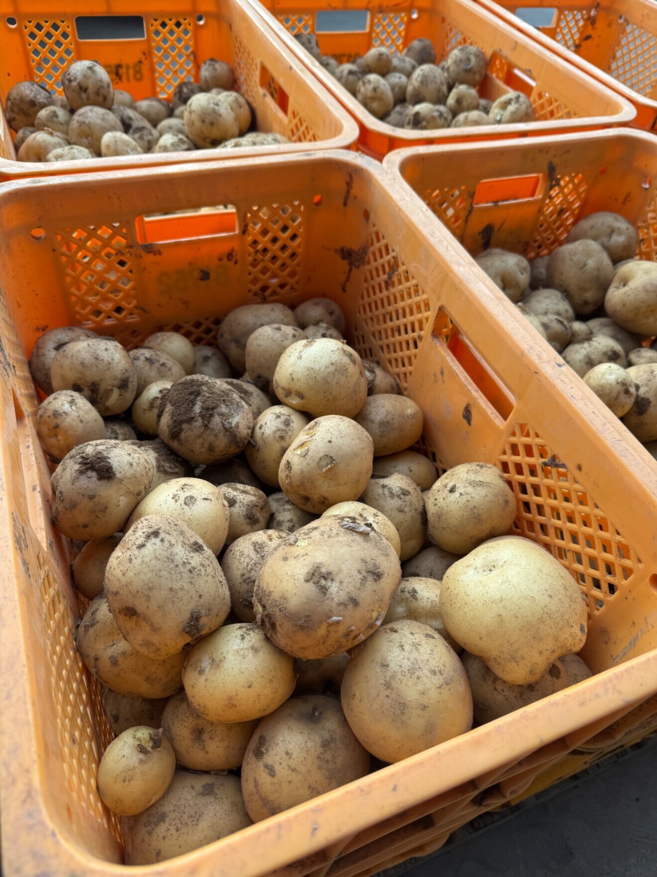 【期間限定】茨城県産 じゃがいも とうや 5kg M〜2L 基本送料込み 販売期間7/19まで