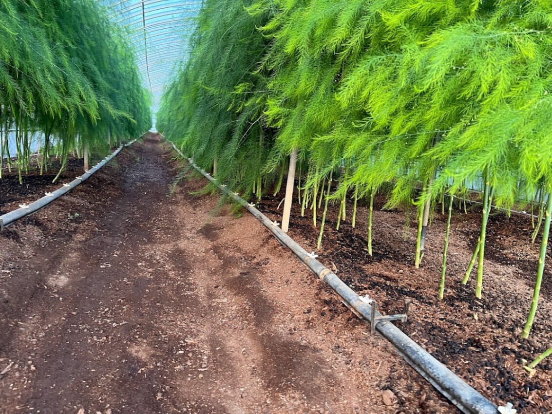 いっちゃんファーム 朝採りいっちゃんアスパラ 
大容量６Kg箱