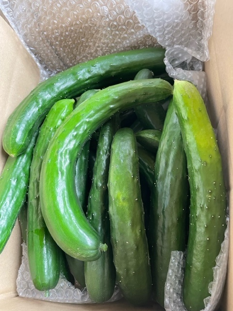 お漬物用きゅうり🥒（規格外）約４～５キロ