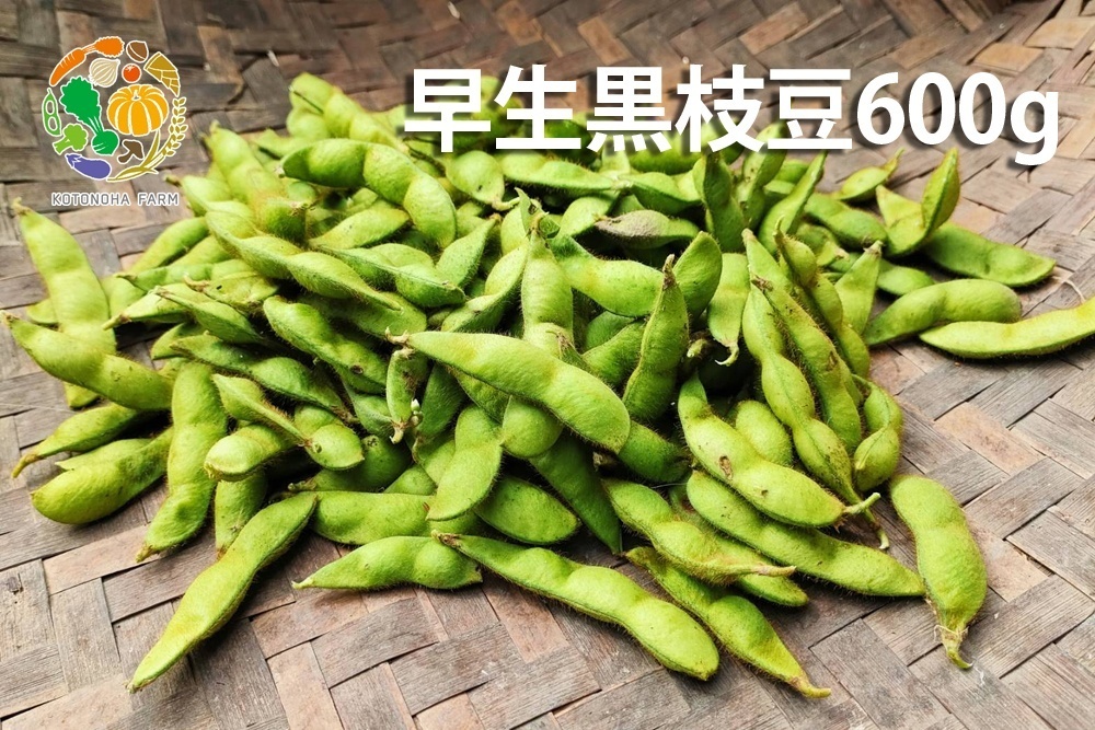 【壱万円祭り】枝豆 600g