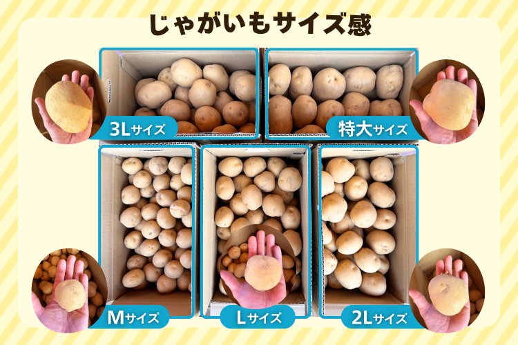 【在庫限り】茨城県産 じゃがいも とうや 2.5kg サイズ混合（M〜2L ）基本送料込み