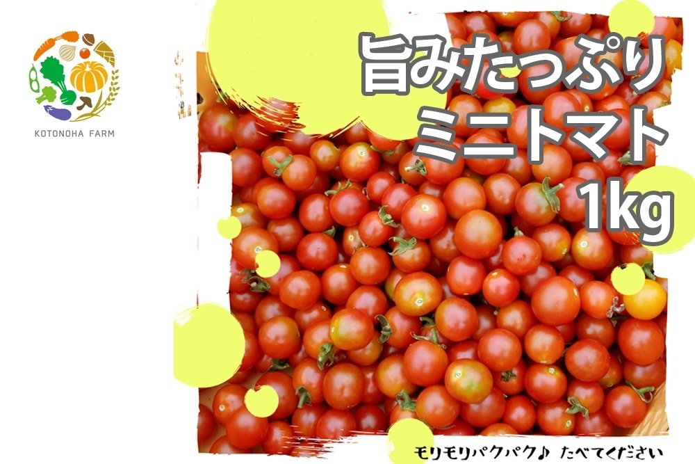 旨みたっぷりミニトマト1kg