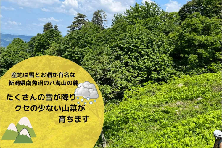 雪深～い⛄新潟南魚沼の山菜　乾燥ぜんまい　中サイズお試し50ｇパック