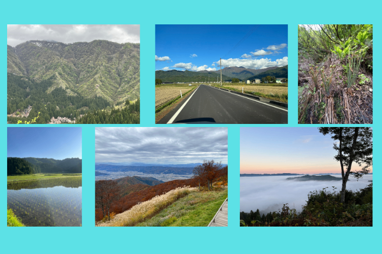 雪深～い⛄新潟南魚沼の山菜　乾燥ぜんまい　中サイズお試し50ｇパック