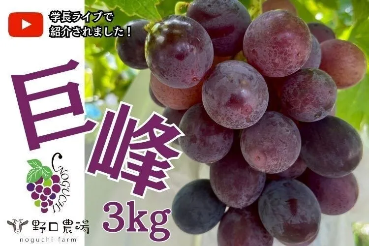 【秋の味覚】【朝採れ直送】ぶどうの王様巨峰3kg（6〜9房)＠野口農場