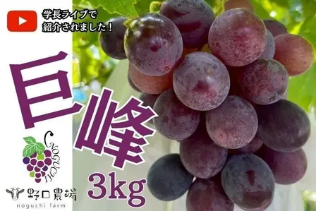 【秋の味覚】【朝採れ直送】ぶどうの王様巨峰3kg（6〜9房)＠野口農場