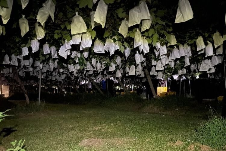 【朝採れ直送】ぶどうの王様巨峰3kg（6〜9房)＠野口農場