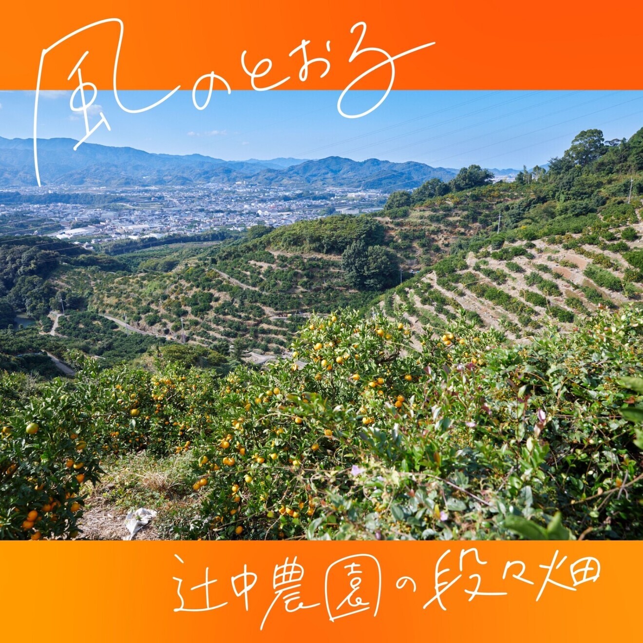 【完売御礼】生産日本一の有田みかんをギュッ！　本搾りみかんジュース２００ml４本セット