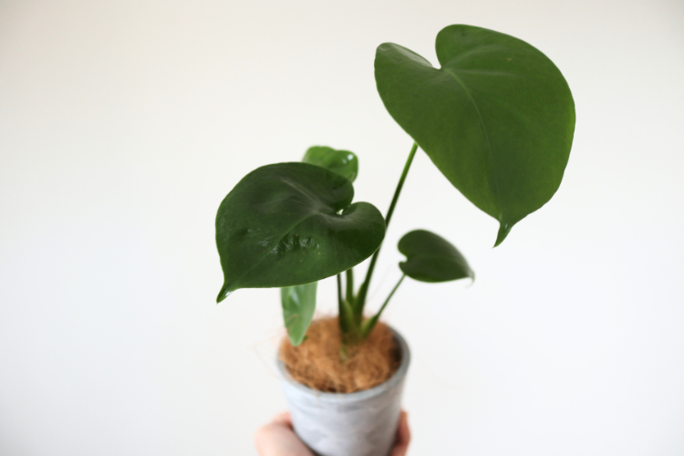 【新芽が出てます！】モンステラ　鉢植え