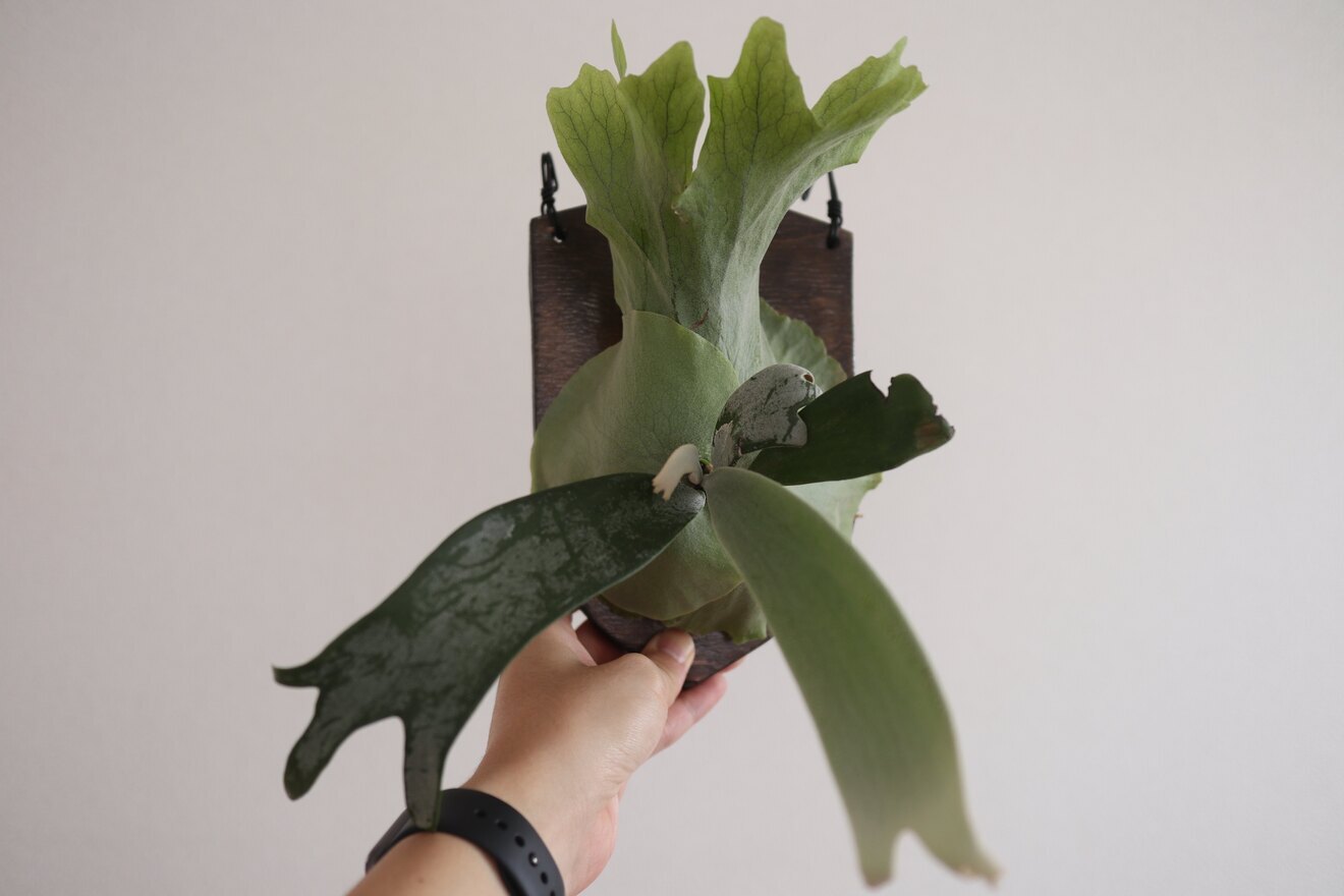 【壁にかけれる植物！】ビカクシダ ウィリンキー 板付け
