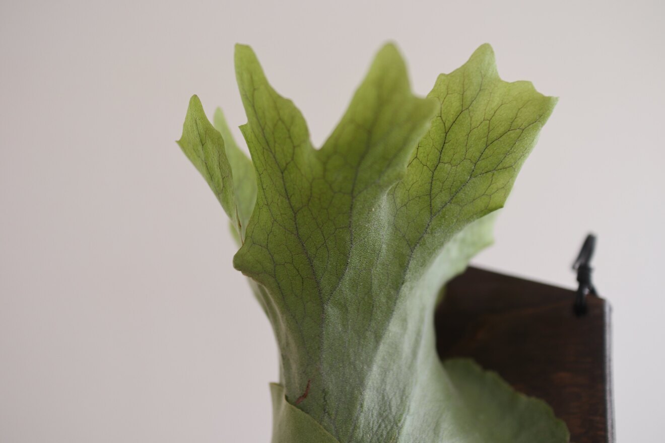 【壁にかけれる植物！】ビカクシダ ウィリンキー 板付け