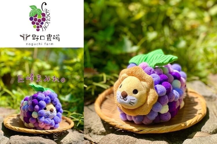 【朝採れ直送】ぶどうの王様巨峰5kg（10〜15房）＠野口農場