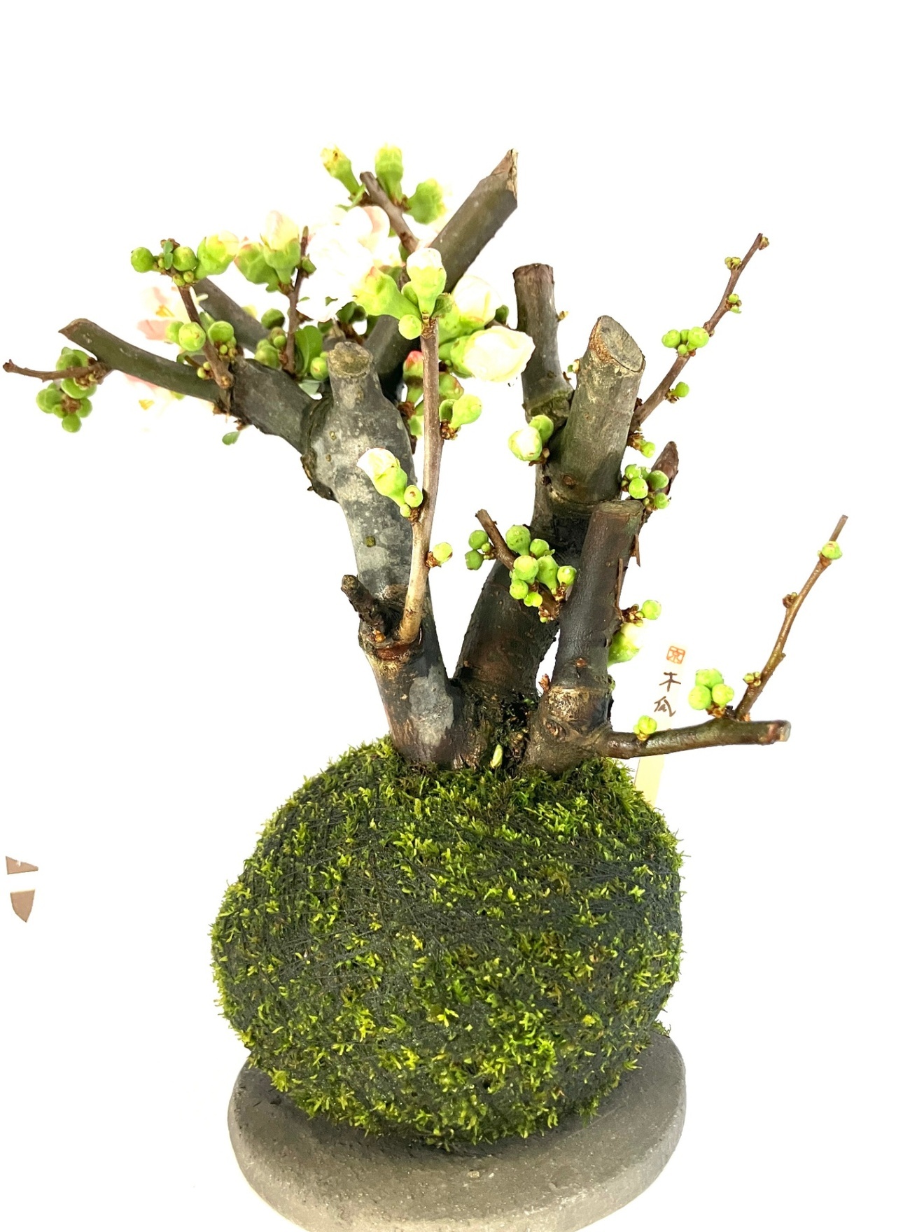  木瓜（ボケ）｜開花を楽しむ和モダン盆栽｜季節限定インテリア