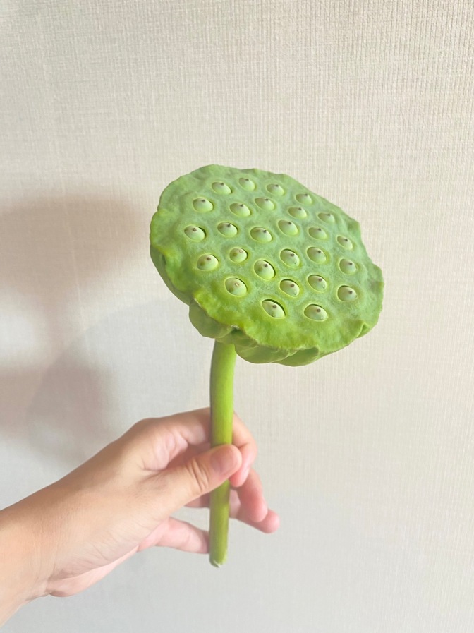 【８下旬のみ】蓮の実 4本