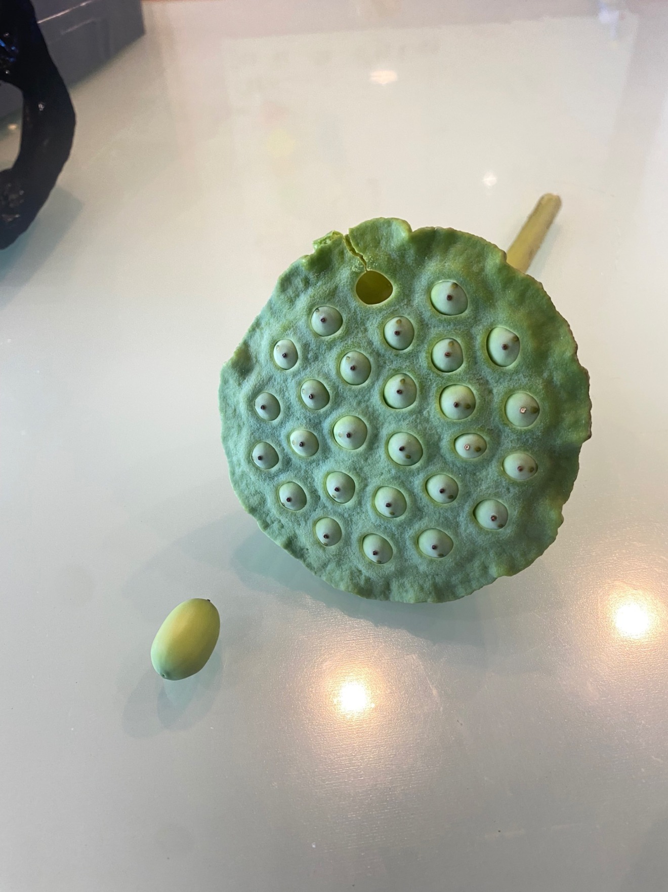 【８下旬のみ】蓮の実 4本