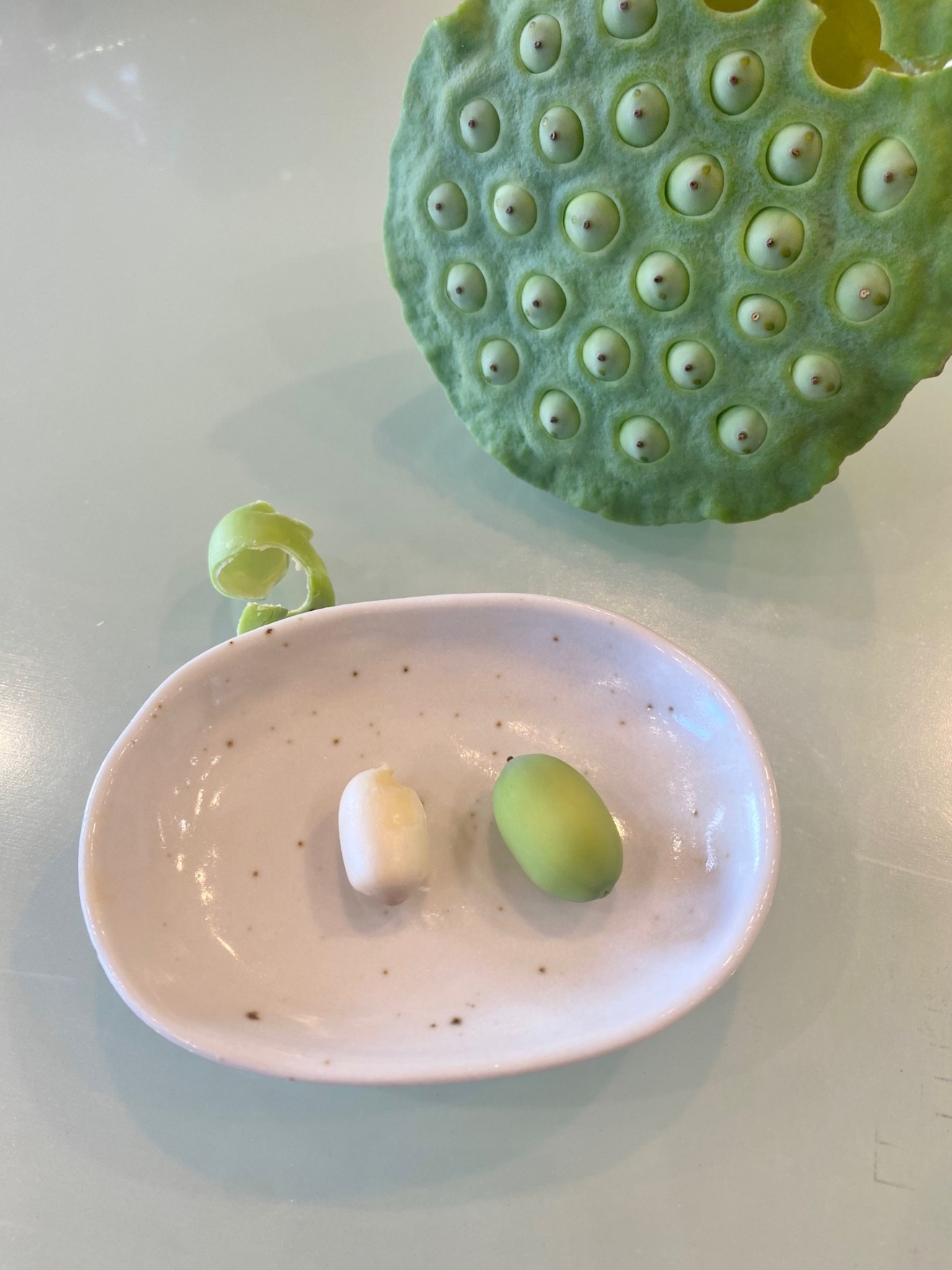 【８下旬のみ】蓮の実 4本